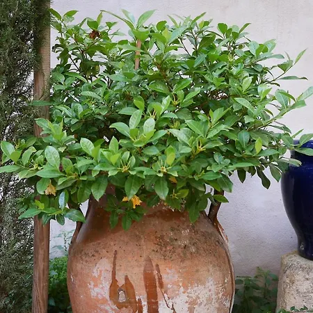 Homestay La Pileta - Grupo Califa Vejer de la Frontera
